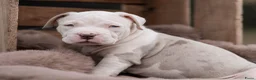 Amerikaanse Bully honden ter dekking: American Bully XL dekreu  - Advertentie 27