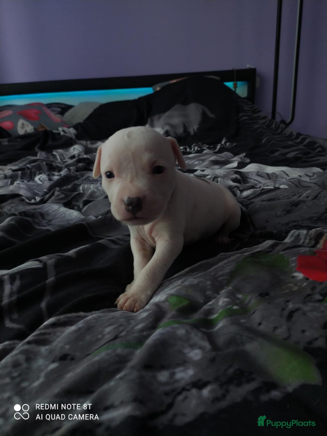 American Staffordshire Terriër honden te koop: American Staffordshire Terrier  - Afbeelding 7