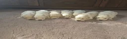 Golden Retriever honden te koop: Prachtige golden retriever pups - Advertentie 3