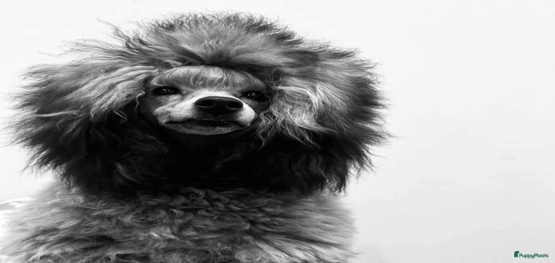 Galerij afbeelding {{count}}