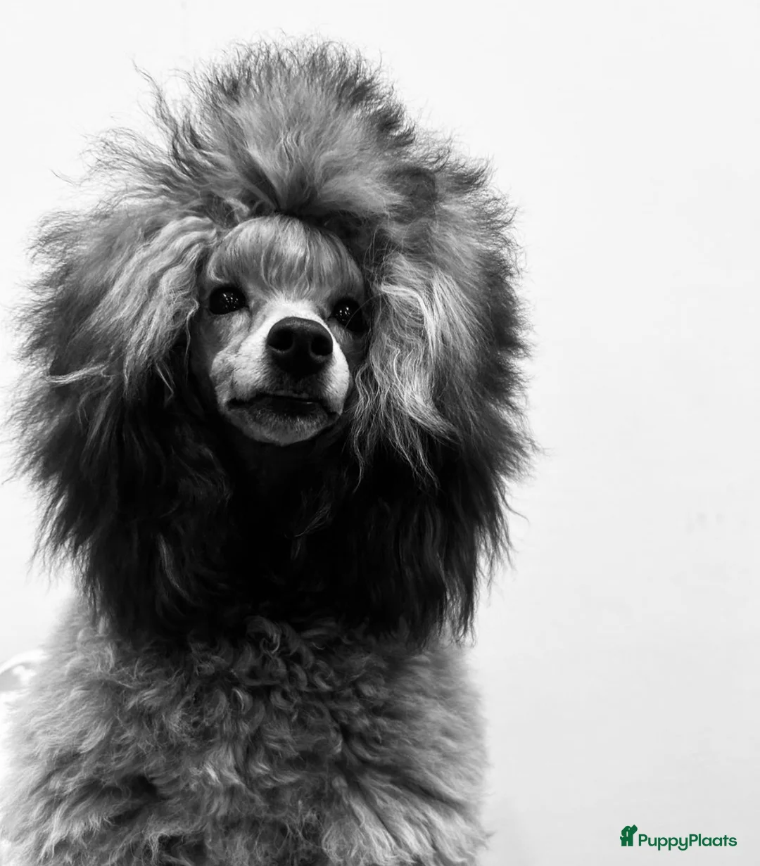 Galerij afbeelding {{count}}