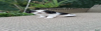 Cavalier King Charles Spaniel Puppy 3