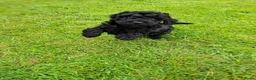 Labradoodle honden te koop: Labradoodle pups reutje en teefjes beschikbaar  - Advertentie 6
