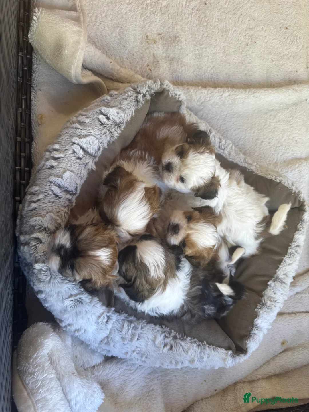 Shih Tzu honden te koop: rasechte Shitzu-puppy's🐶 - Advertentie 1