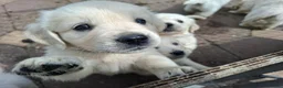 Golden Retriever honden te koop: Golden Retriever met stamboom - Advertentie 3
