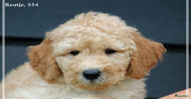 Goldendoodle honden - Advertentie 1