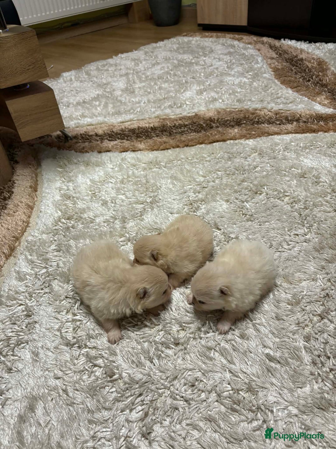 Pomeriaan honden te koop: Pomeriaan puppy’s  - Advertentie 3