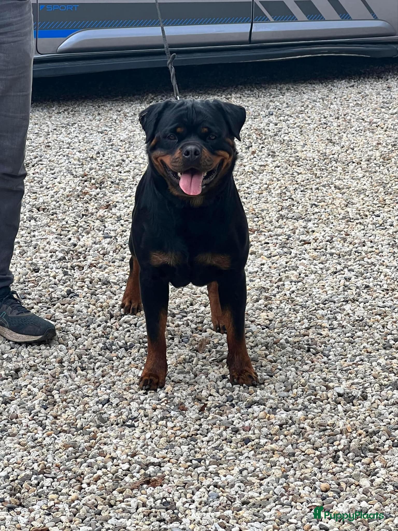 Rottweiler honden Nola en Gozer - Advertentie 2
