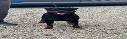 Rottweiler honden te koop: Nola en Gozer - Advertentie 2