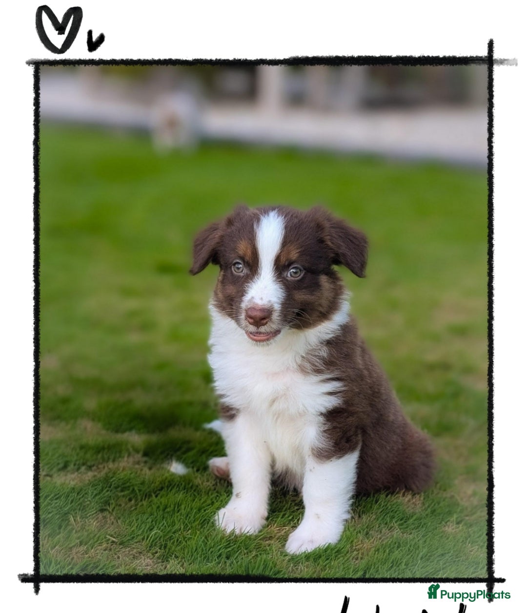 Australian Shepherd honden te koop: Prachtige Australian Shepherd pups te koop  - Afbeelding 7