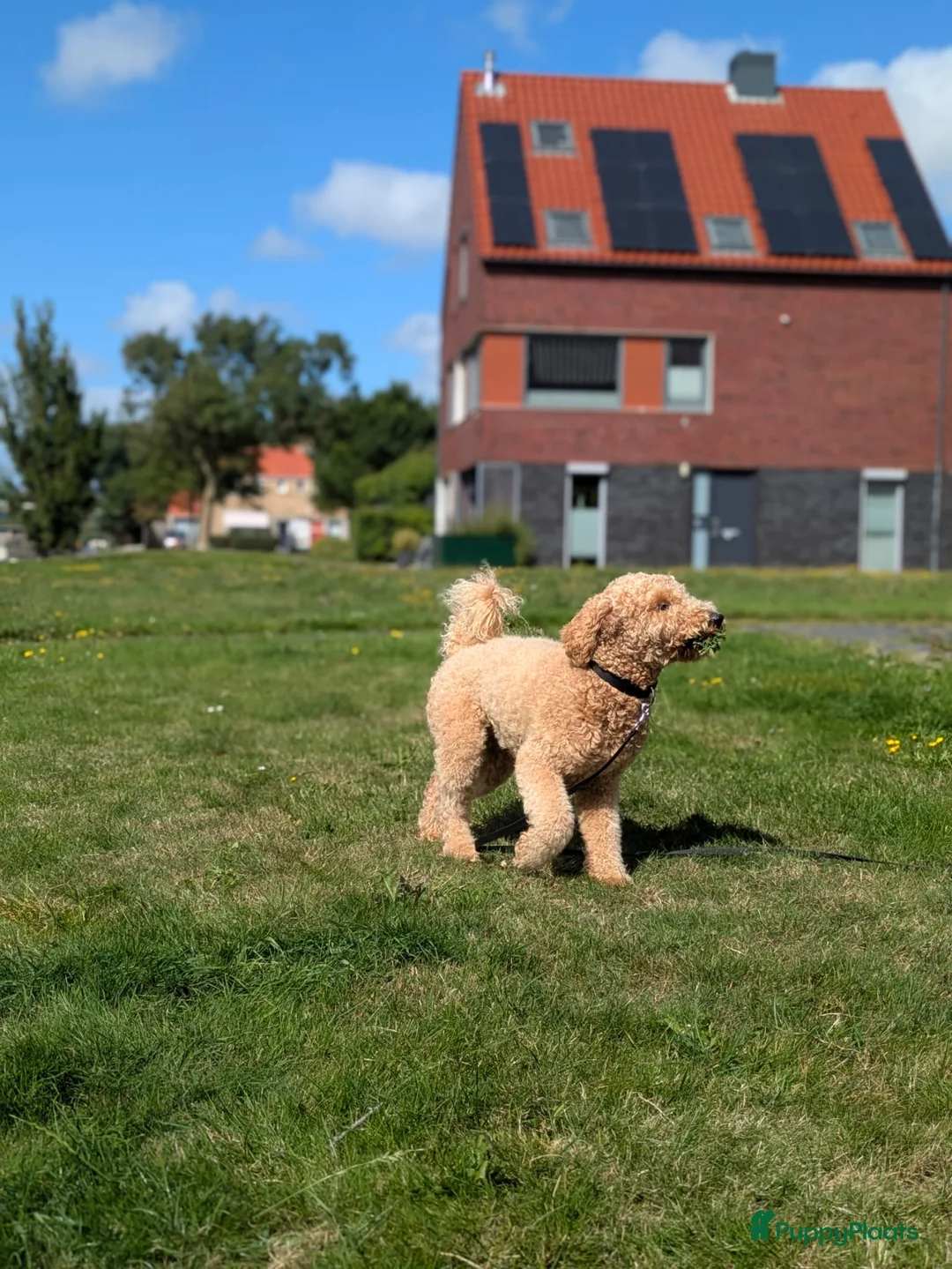 Labradoodle honden ter dekking: Labradoodle dekreu - Advertentie 6