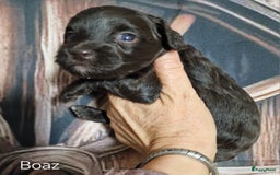 Australian Labradoodle honden te koop: Australian labradoodle Backcross micro/mini - Afbeelding 20