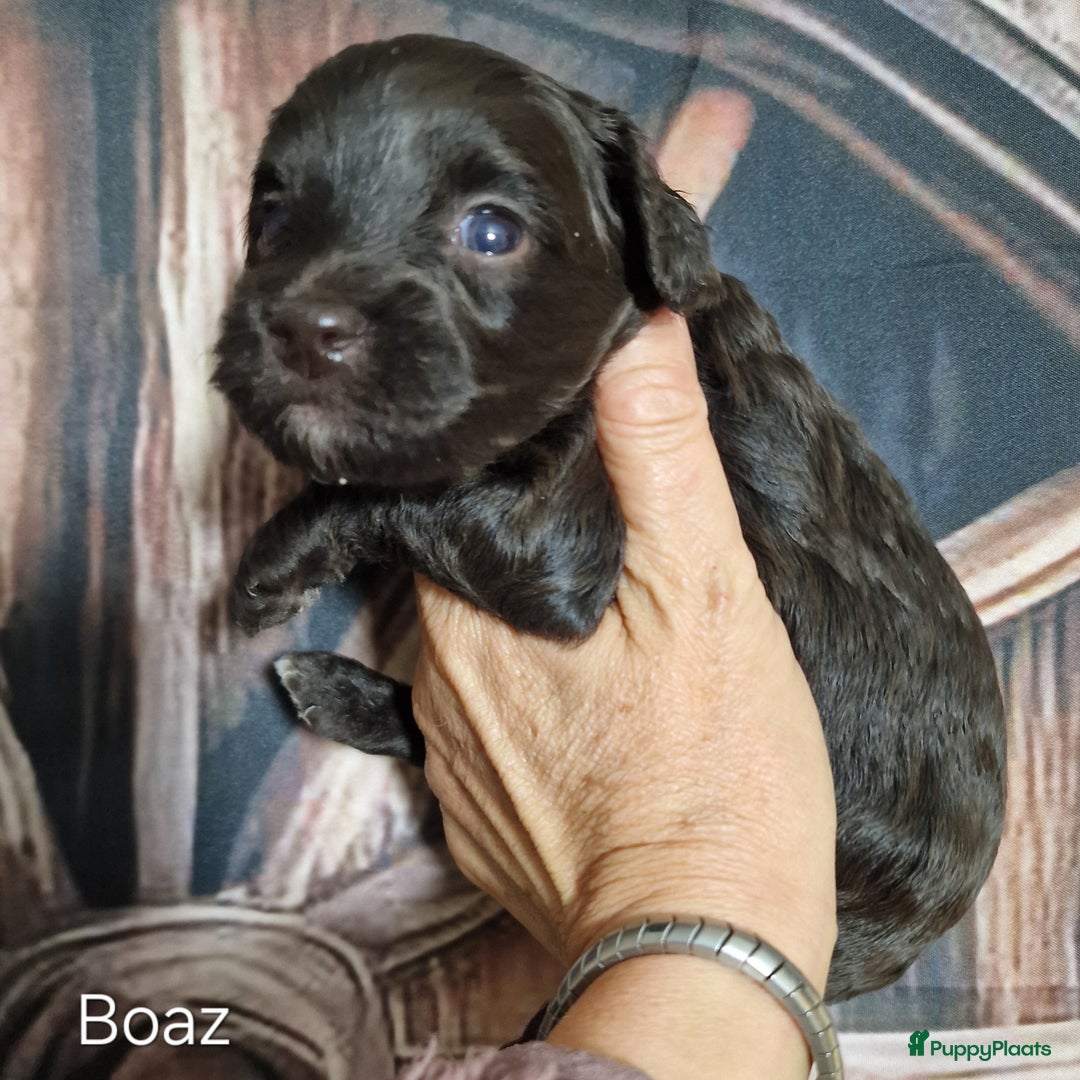 Australian Labradoodle honden te koop: Australian labradoodle Backcross micro/mini - Afbeelding 20