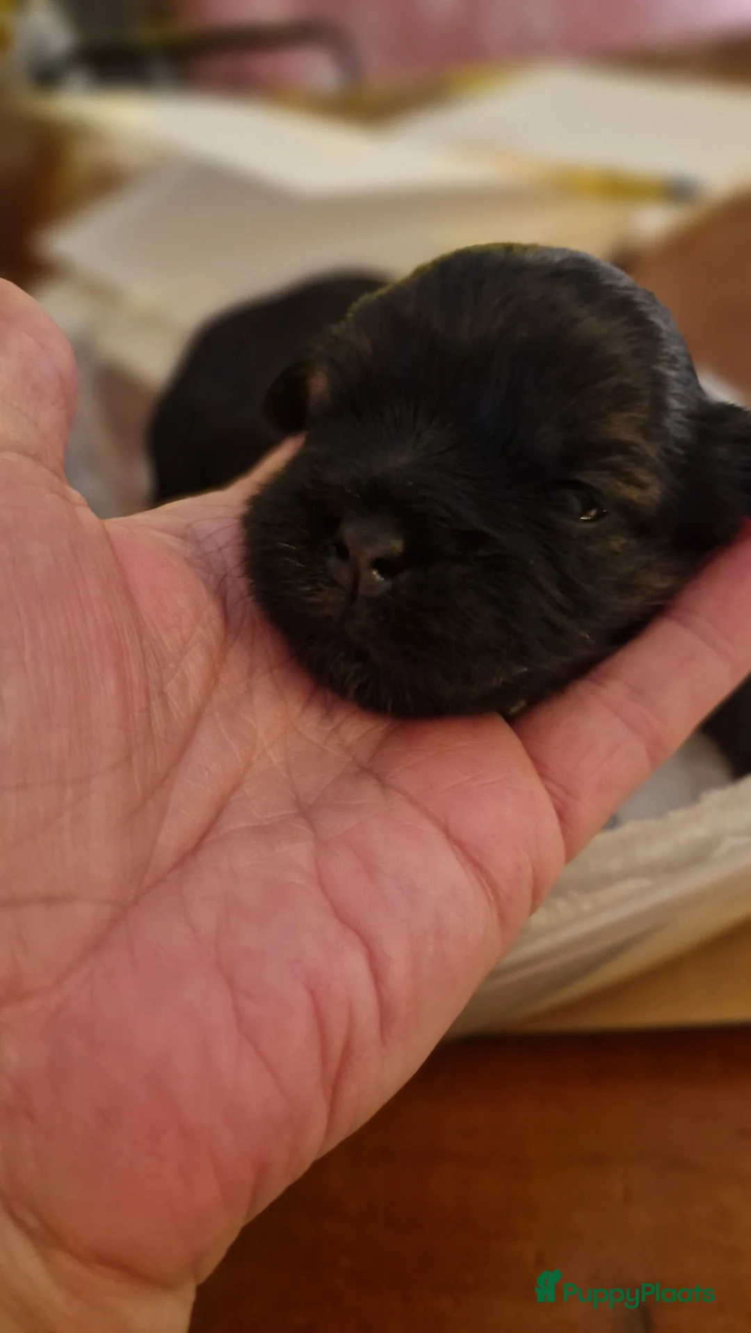 Shih Tzu honden te koop: Mooie shih tzu pups - Advertentie 7