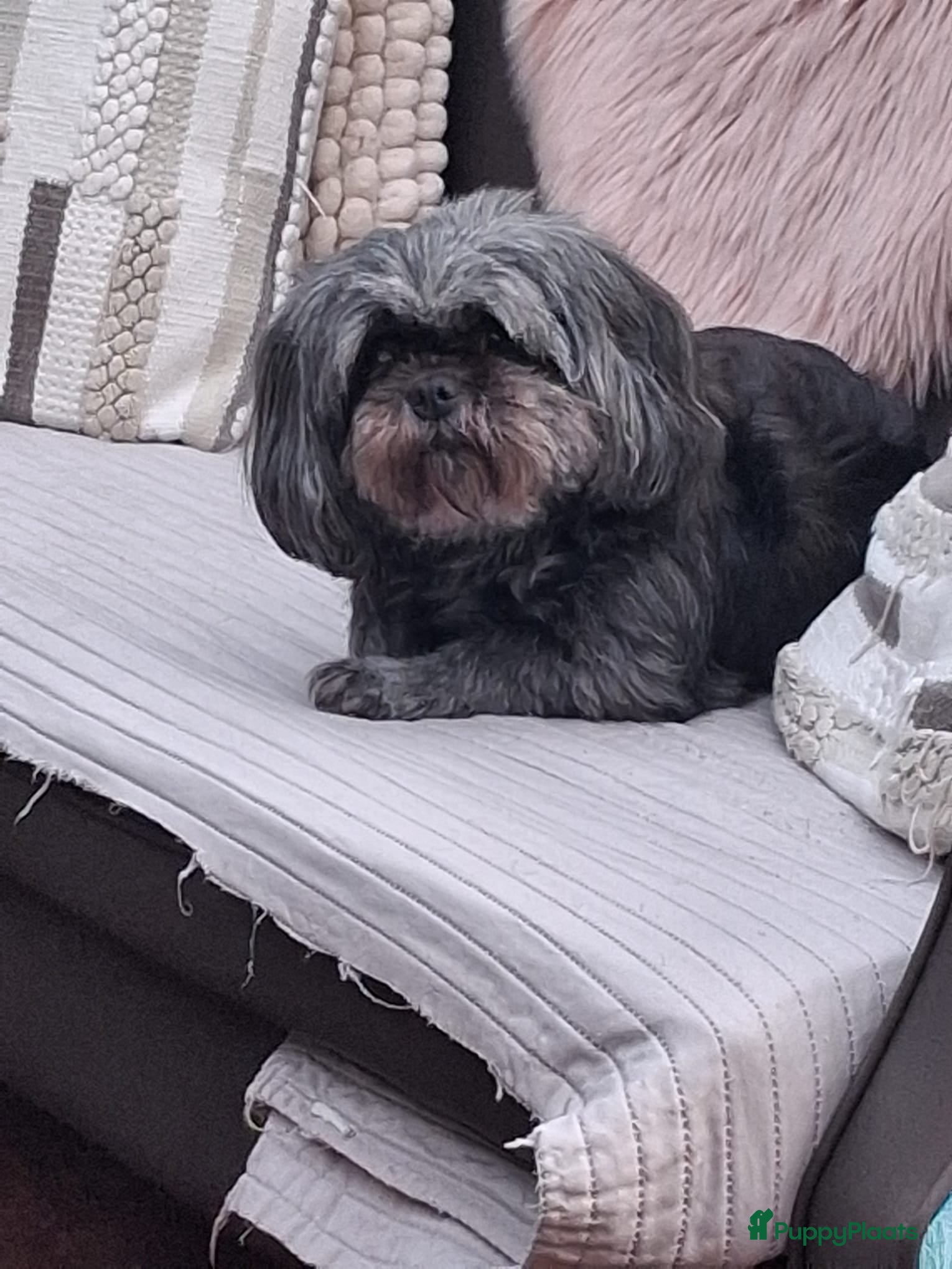 Shih Tzu honden Shih Tzu pup - Advertentie 1