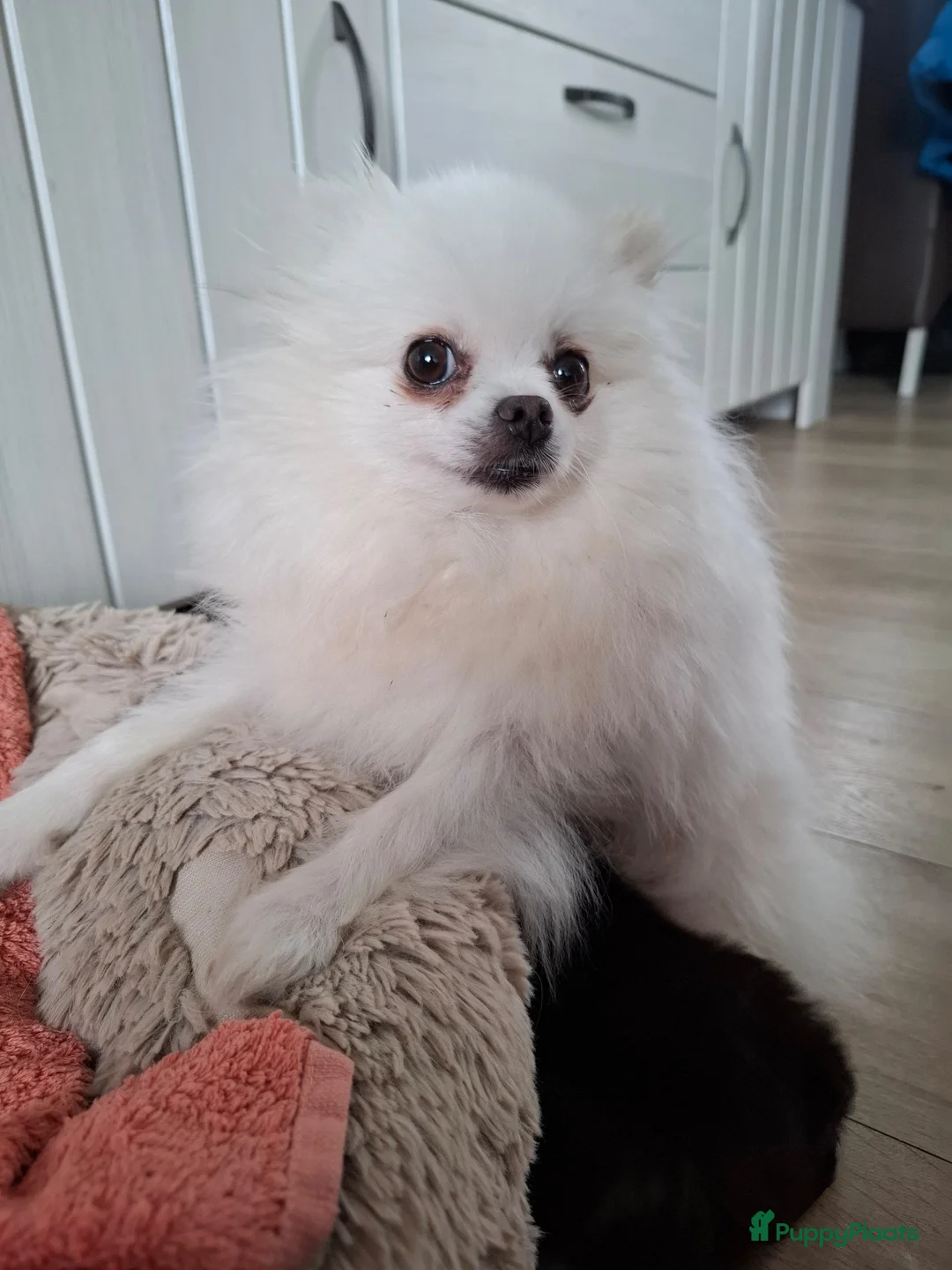 Pomeriaan honden te koop: 2 prachtige pomeranian pups!!! in Goes - Advertentie 1