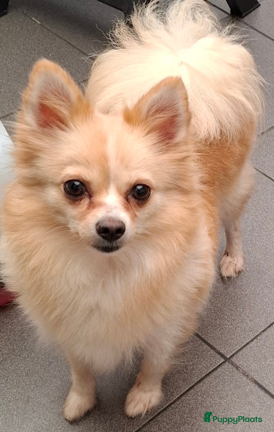 Pomchi honden Prachtige vrolijke ,gezonde pomchi pups. - Advertentie 1