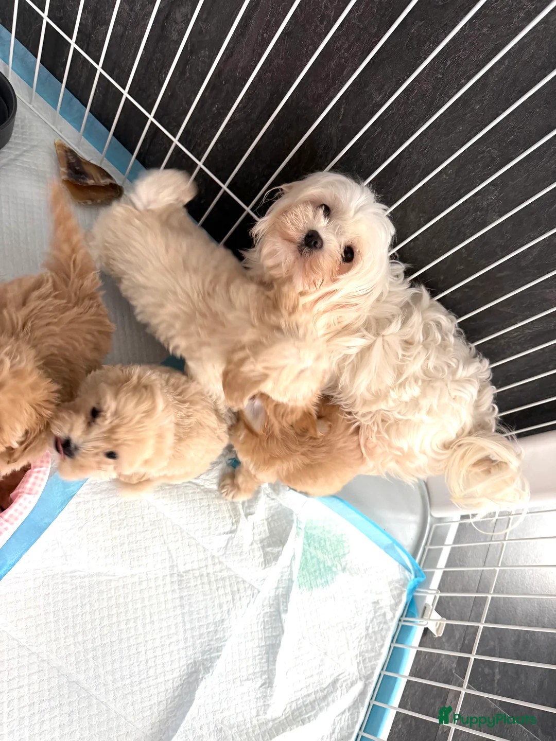 Maltipoo honden te koop: Prachtige mini maltipoo pups hier geboren - Advertentie 2