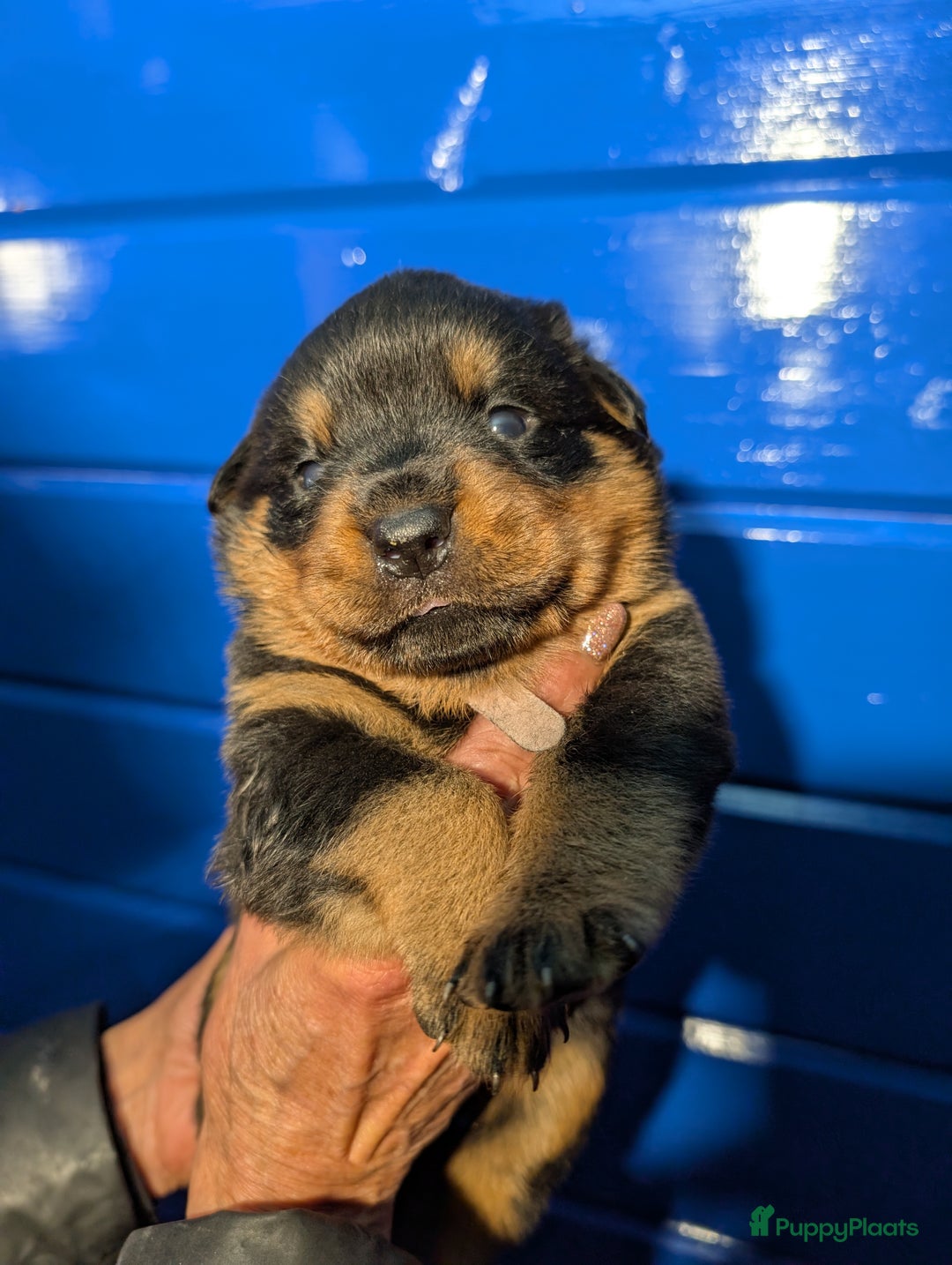 Rottweiler honden te koop: Zeer mooie rottweiler pups   - Advertentie 32