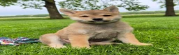 Kruising honden te koop: Shiba inu pups 8 weken (kwart pomeriaan) - Advertentie 11