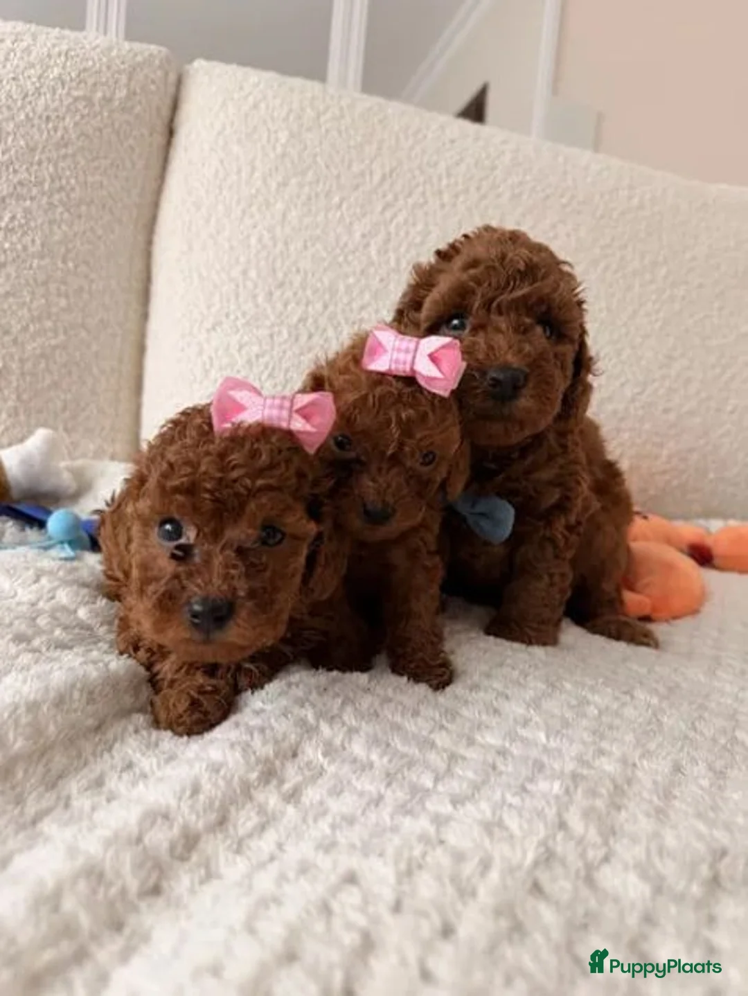 Poedel Toy honden te koop:  Toy Poedel schattige pups - Advertentie 5