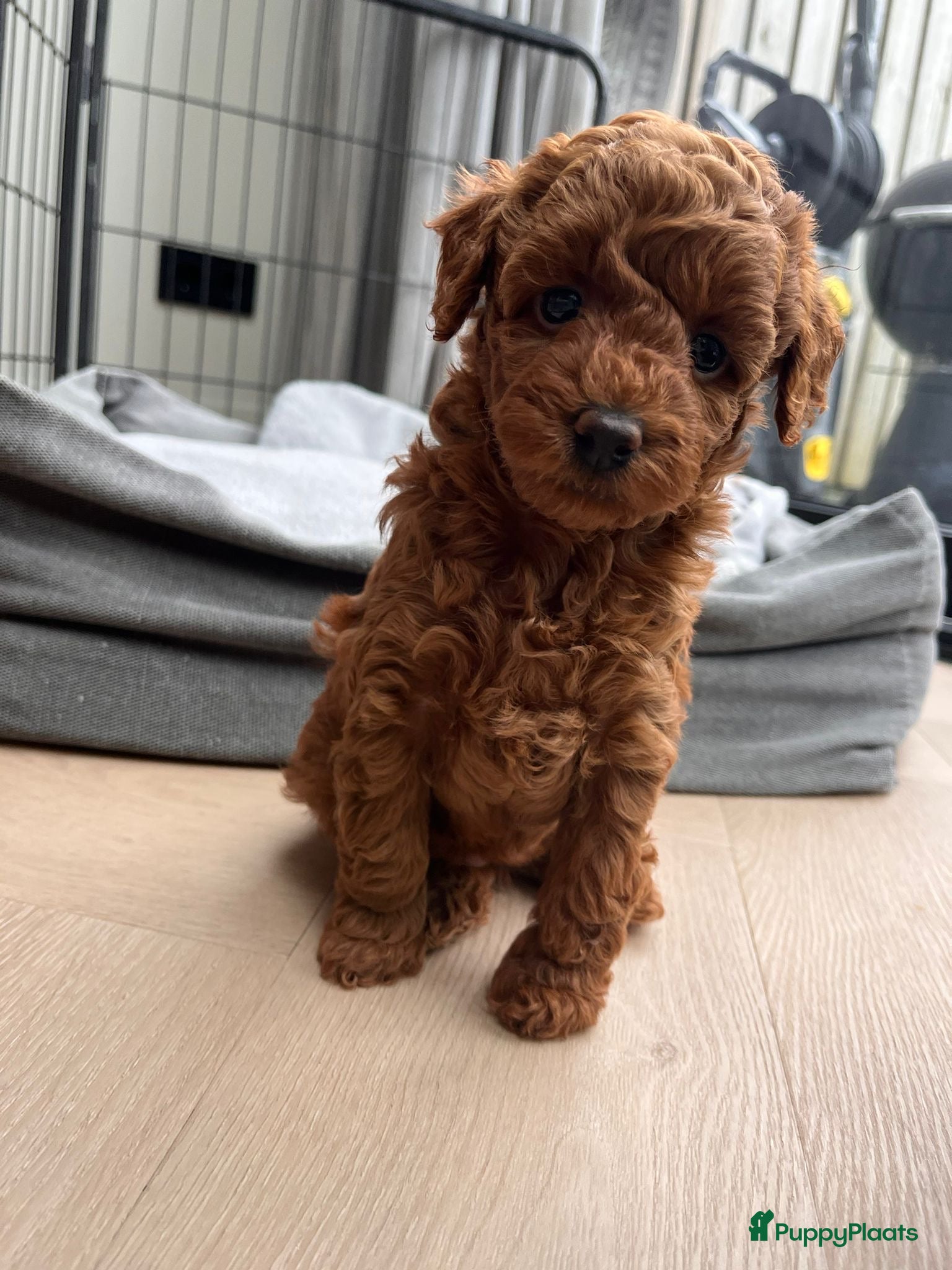 Dwergpoedel honden Prachtige gezonde rode dwergpoedel pup teefje  - Advertentie 1