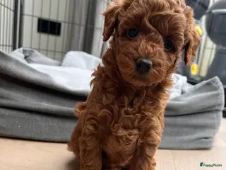 Dwergpoedel honden Prachtige gezonde rode dwergpoedel pup teefje - Advertentie 1