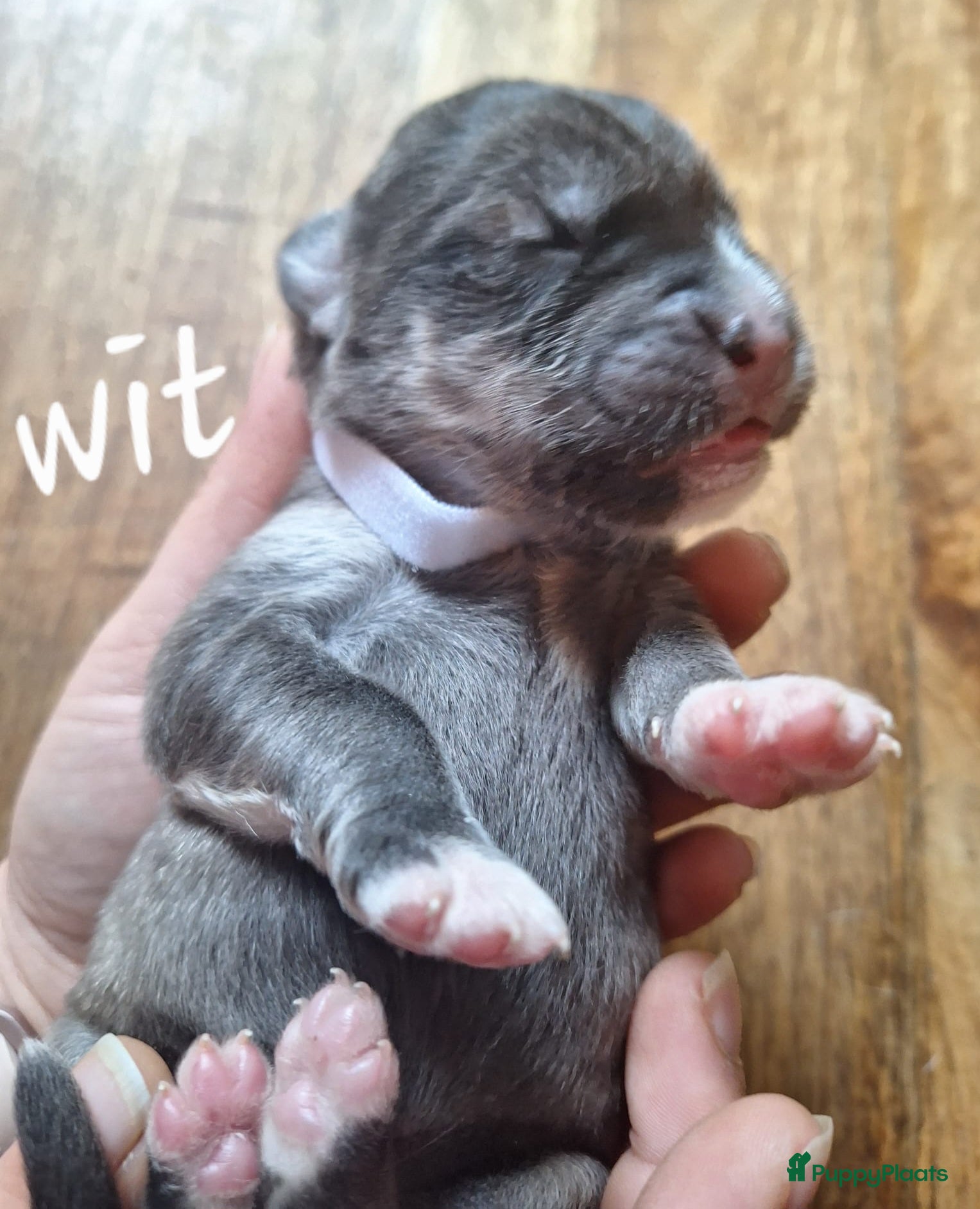 Kruising honden te koop: Labrakita pups (Labrador x Akita) Loyaal & speels - Advertentie 38