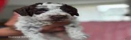 Lagotto Romagnolo honden te koop: Lagotto Romagnolo Pupies - Advertentie 8
