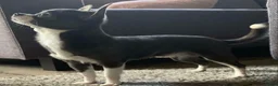 Chihuahua honden ter dekking: Ervaren blauw/grijze kleine chihuahua dekreu - Advertentie 4