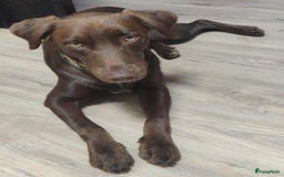 Labrador Retriever honden ter adoptie: lulu en maya twee labrador x  zoeken een en vriend - Afbeelding 13