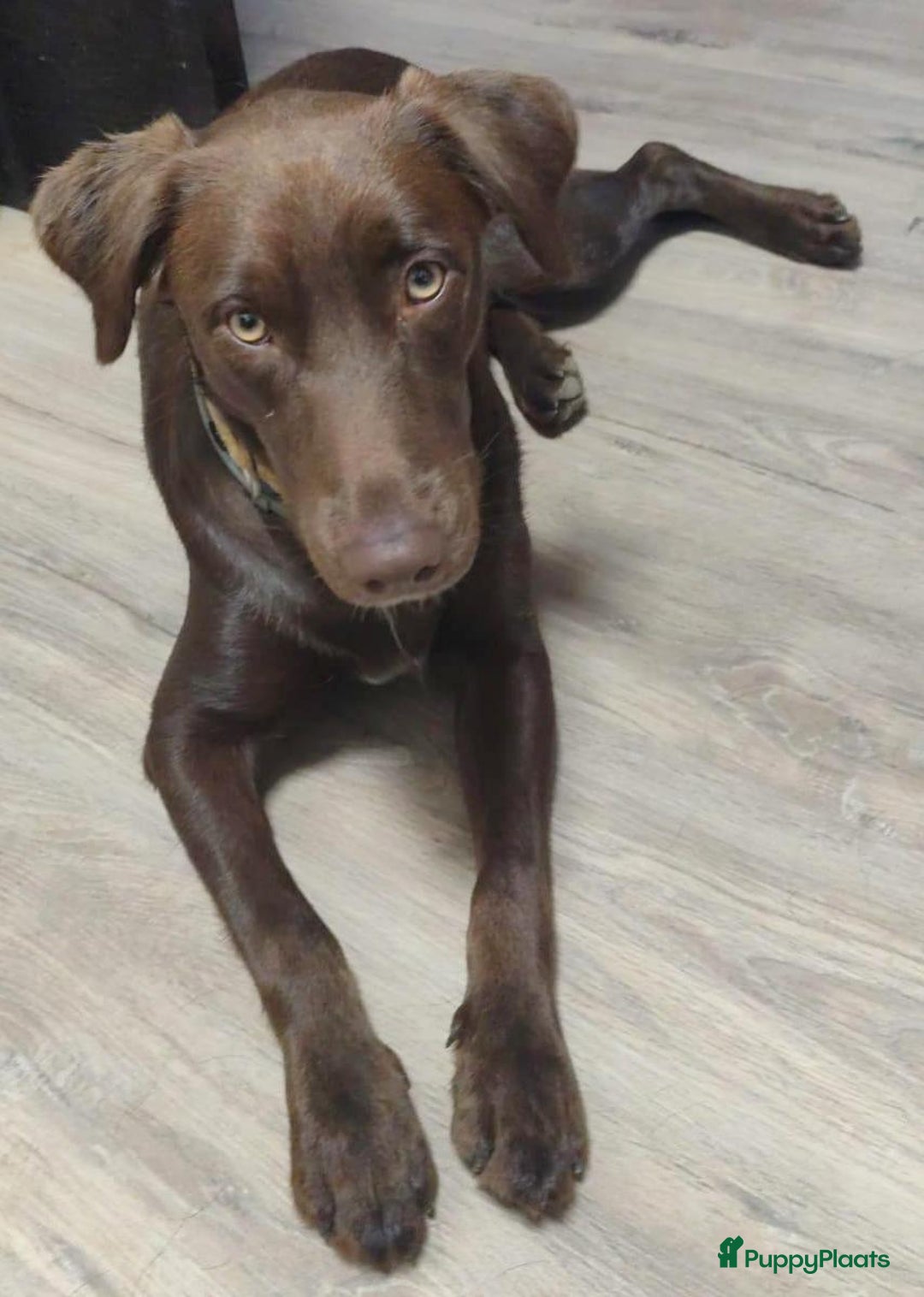 Labrador Retriever honden ter adoptie: lulu en maya twee labrador x  zoeken een en vriend - Afbeelding 13