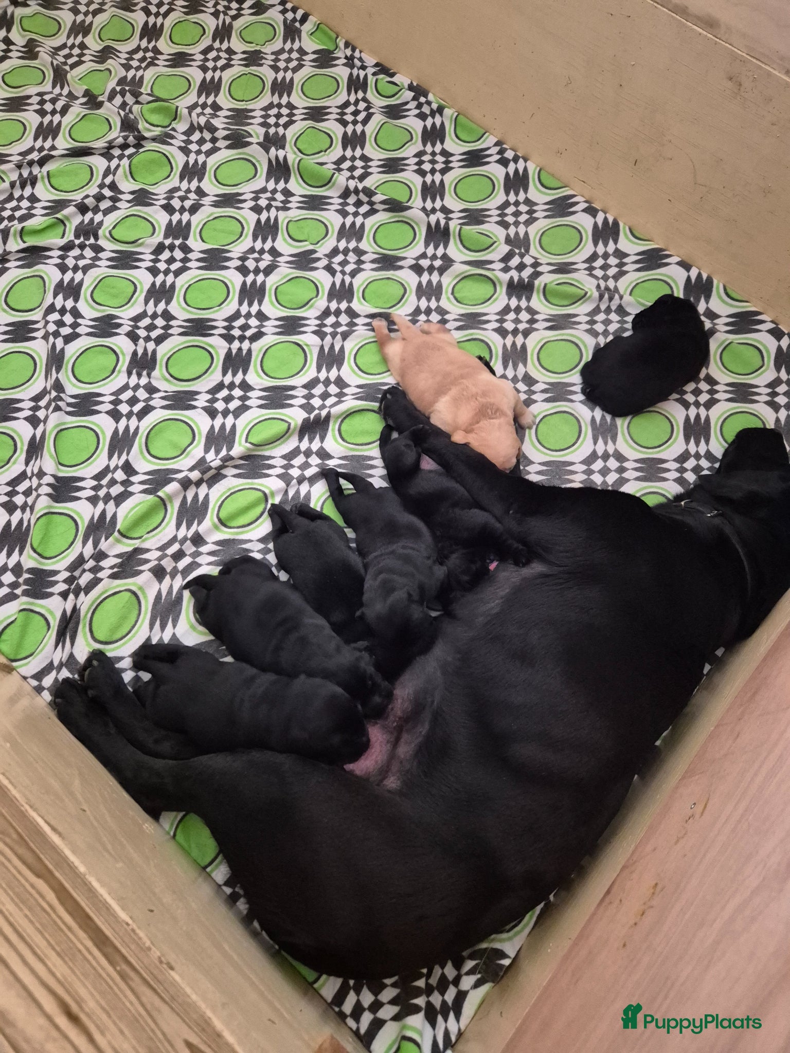 Labrador Retriever honden Prachtige Hondjes - Advertentie 2