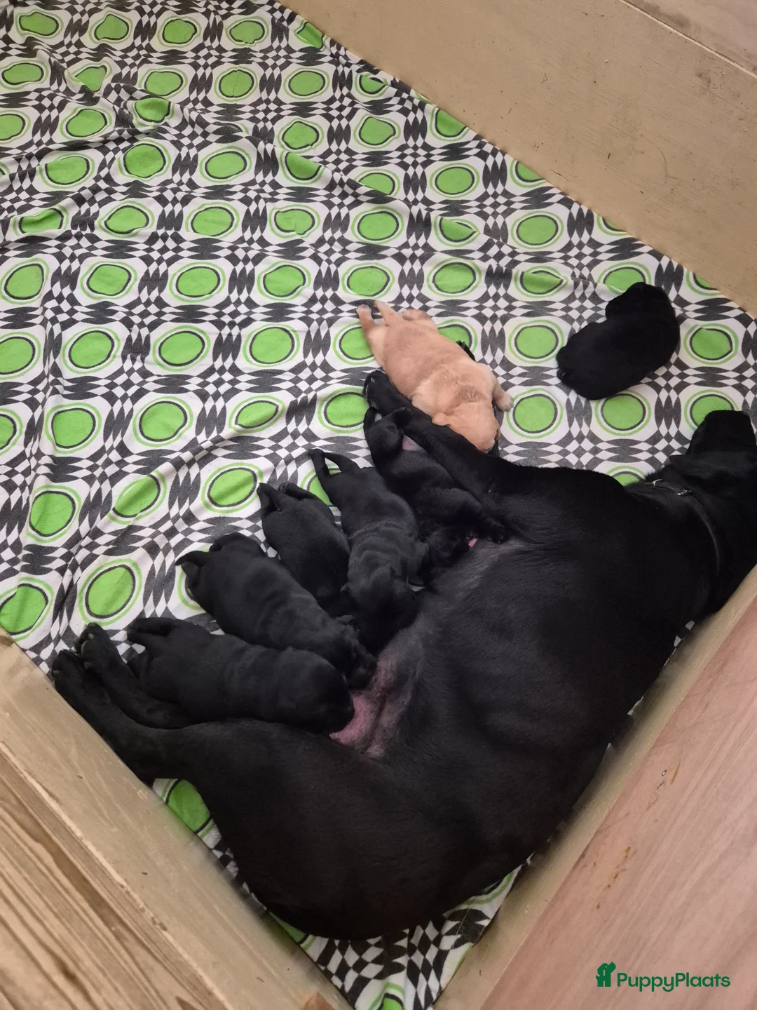 Labrador Retriever honden te koop: Prachtige Hondjes - Advertentie 2