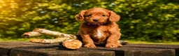 Maltipoo honden te koop: Maltipoo puppy’s 🤍 - Advertentie 4