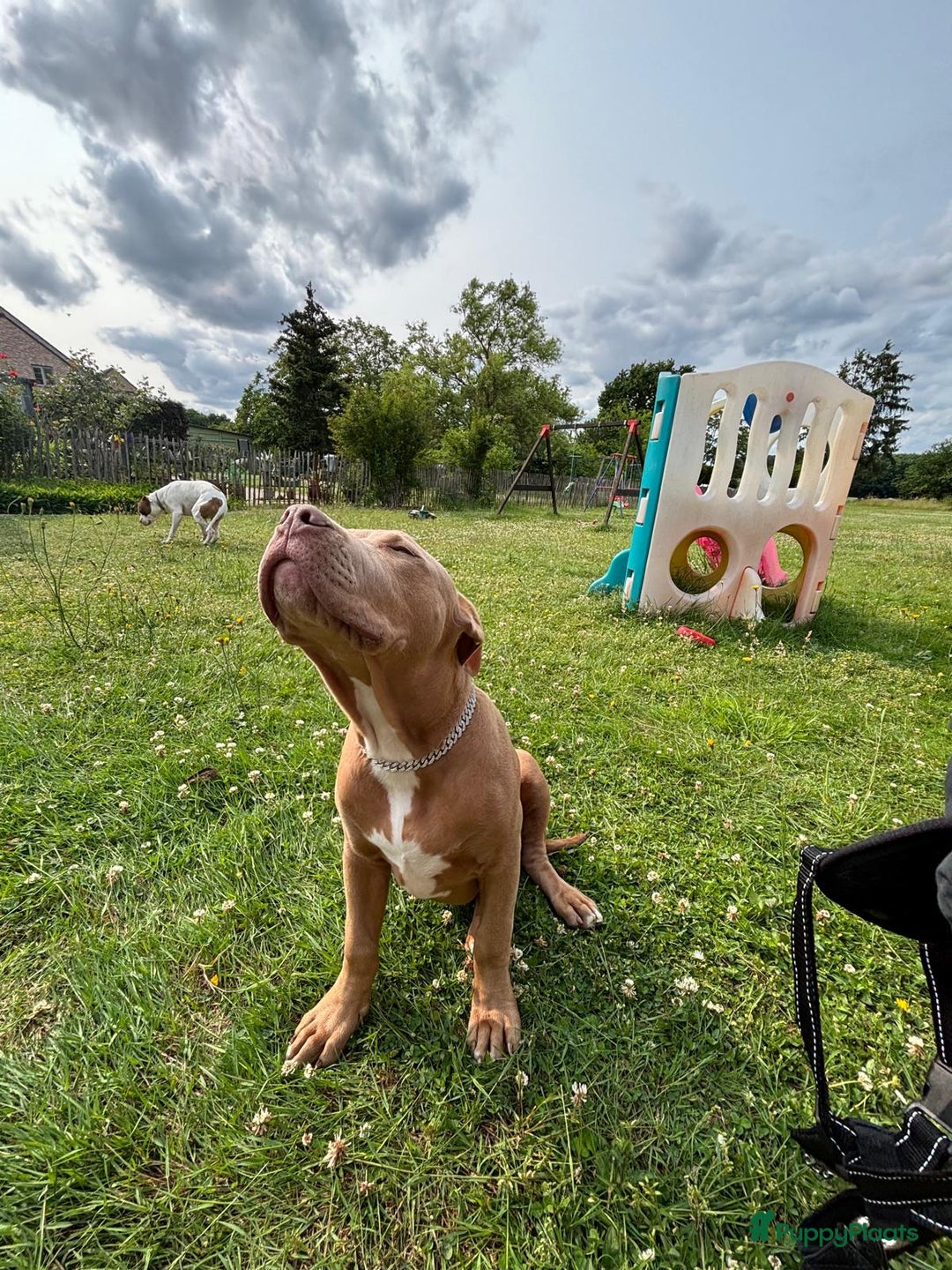 Amerikaanse Bully honden te koop: Amerikaanse Bully. Prijs bespreekbaar. - Advertentie 2