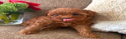 Kruising honden te koop: Dwergpoedelpuppy’s  - Advertentie 5