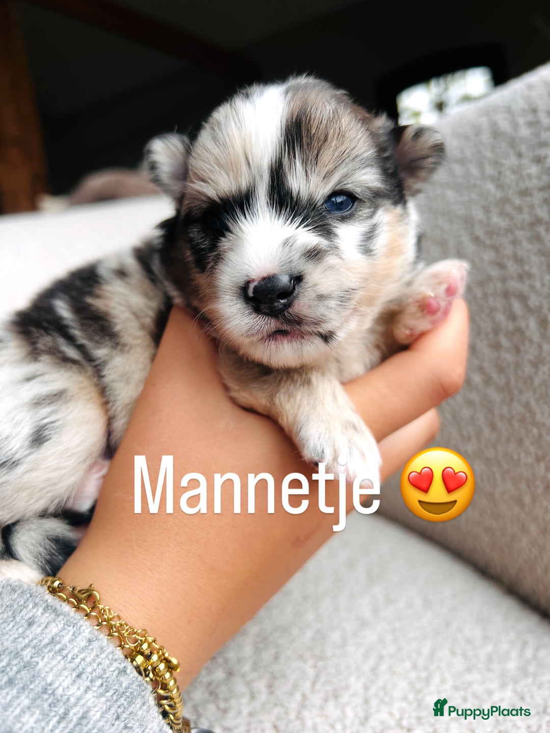 Pomsky honden te koop: Pomsky pups  - Advertentie 9