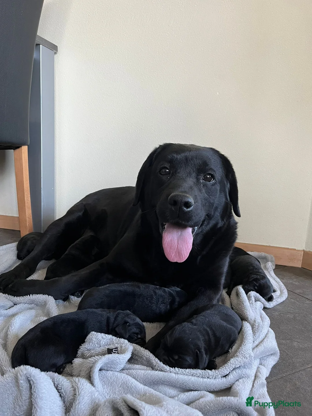 Labrador Retriever honden te koop: Labrador Retriever pups - Advertentie 3