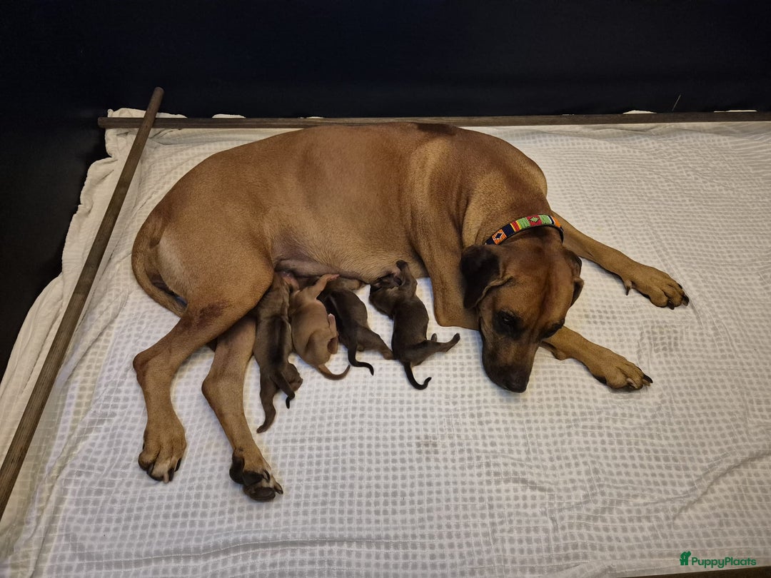 Rhodesian Ridgeback honden te koop: Eenmalig RR nestje-half juni van Keniaanse Teef in Elst - Afbeelding 13