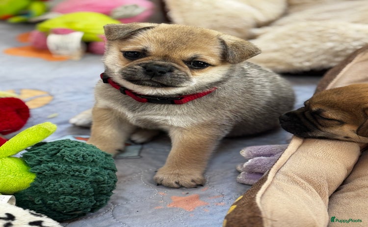 Retromops honden - Advertentie 2