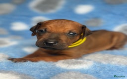 Rhodesian Ridgeback honden te koop: Prachtige en perfecte Rhodesian Ridgeback pups in Oosterbeek - Afbeelding 10