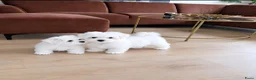 Maltezer honden te koop: Maltezer pups - Advertentie 6