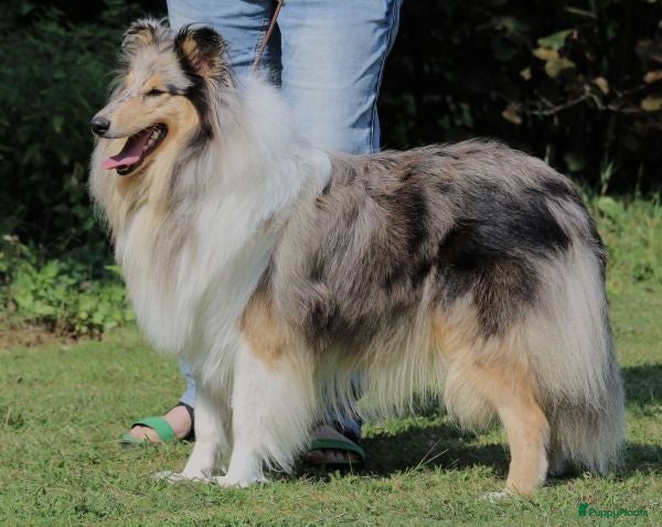 Schotse Herdershond langhaar honden Schotse Collie pups - Advertentie 2