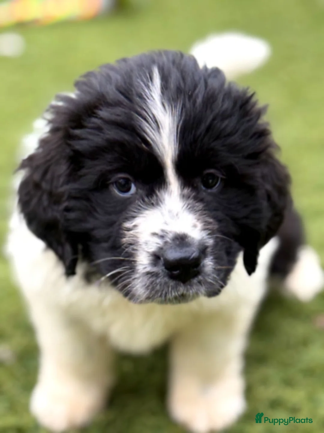 Newfoundlander honden te koop: Newfoundlander pups  - Advertentie 12