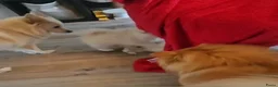 Pomeriaan honden te koop: Pomeriaan pup teefje Creme Sable - Advertentie 7