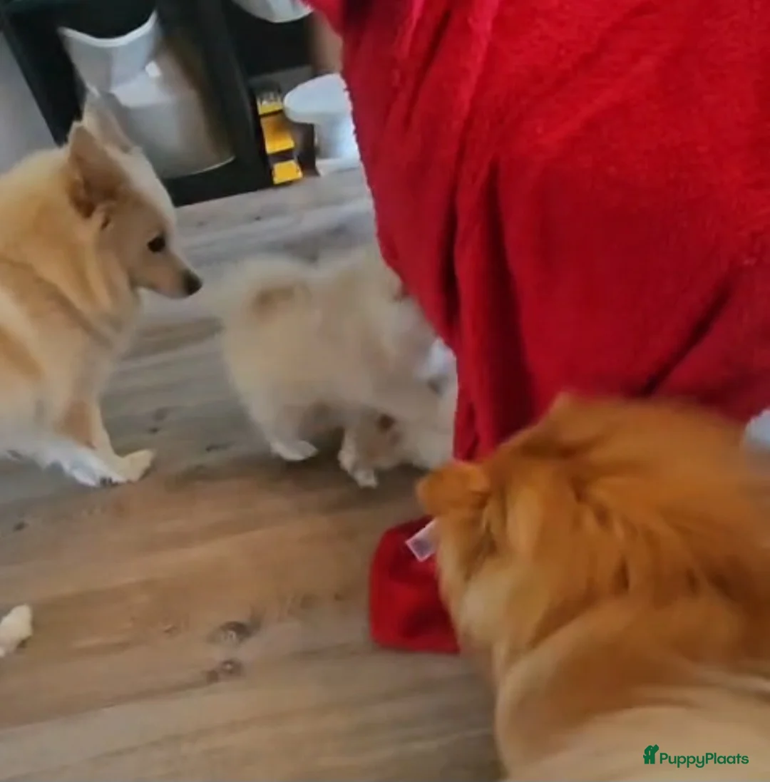 Pomeriaan honden te koop: Pomeriaan pup teefje Creme Sable - Advertentie 7