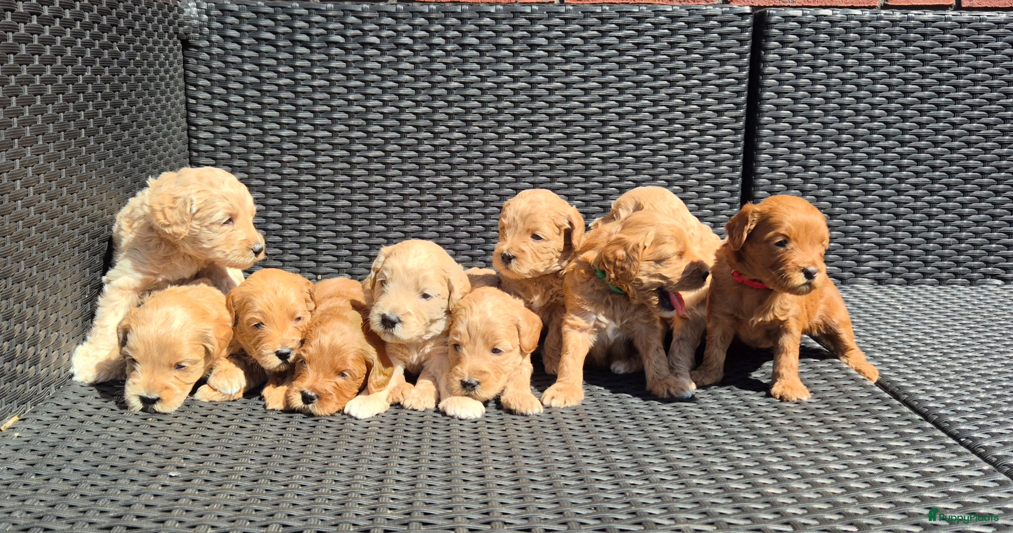 Australian Labradoodle honden Australian Labradoodle puppy's, stamboom inde lijn - Advertentie 1