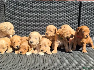 Australian Labradoodle honden Australian Labradoodle puppy's, stamboom inde lijn - Advertentie 1