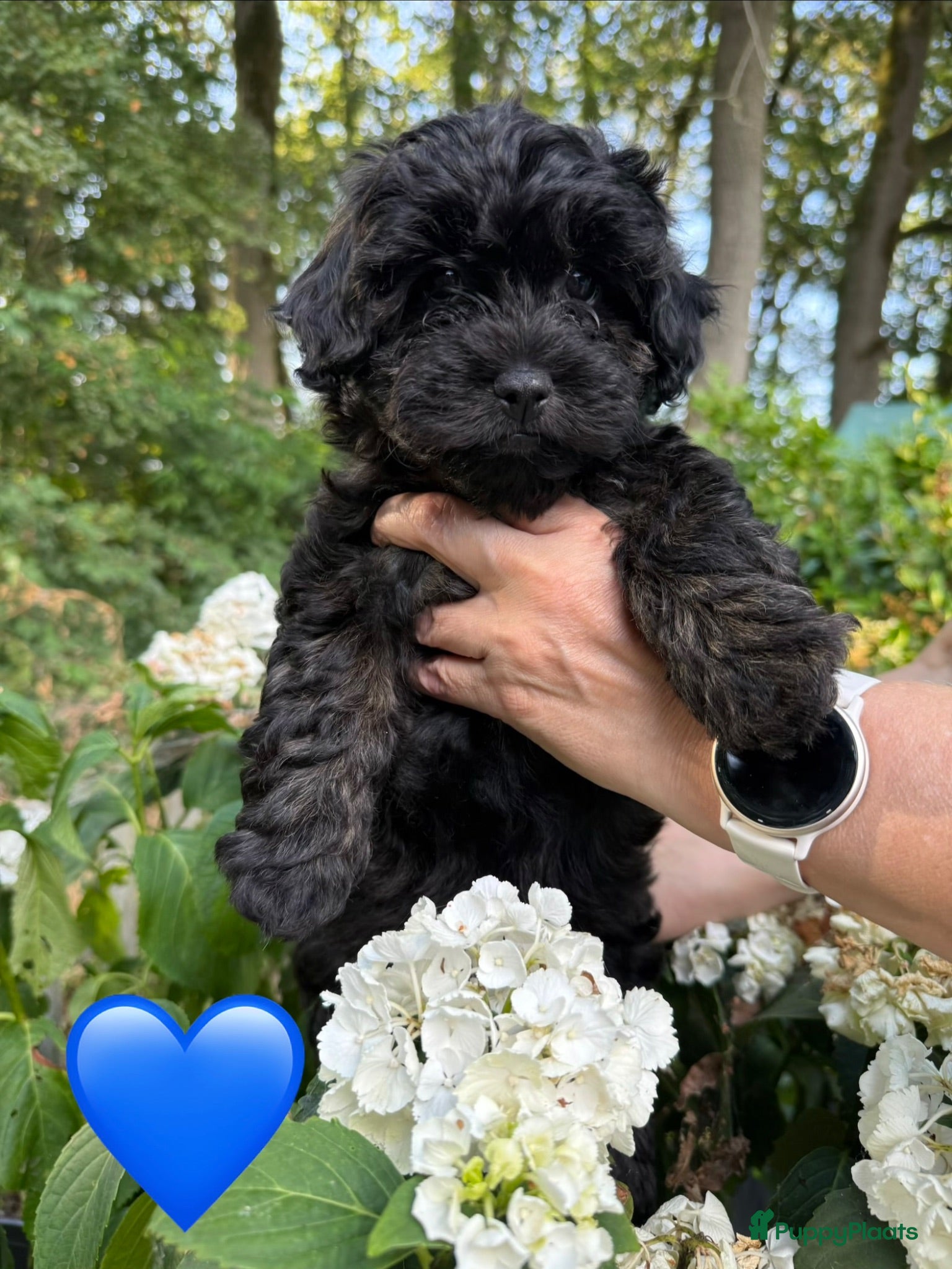 Shihpoo honden Shihpoo’s 💛Gouden mandjes gezocht 💛 - Advertentie 2